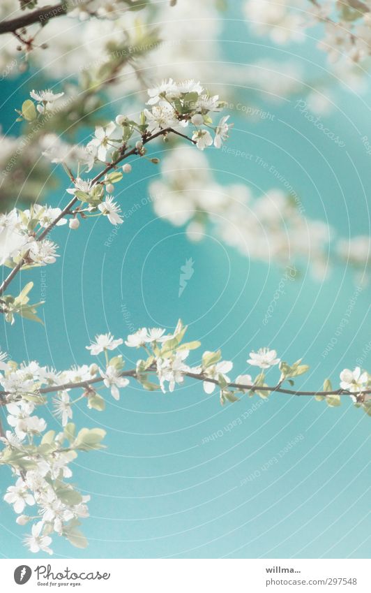 Blütenzweige einer Zierkirsche Natur Pflanze Frühling Schönes Wetter Baum Kirschbaum blau türkis weiß
