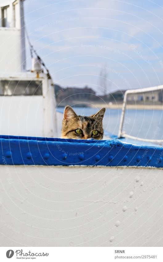 Matrosenkatze Tier Wasserfahrzeug An Bord Haustier Katze wandern Alleenkatze Holzplatte hinauskriechen hinauskriechend Hauskatze versteckend outbred Blick von