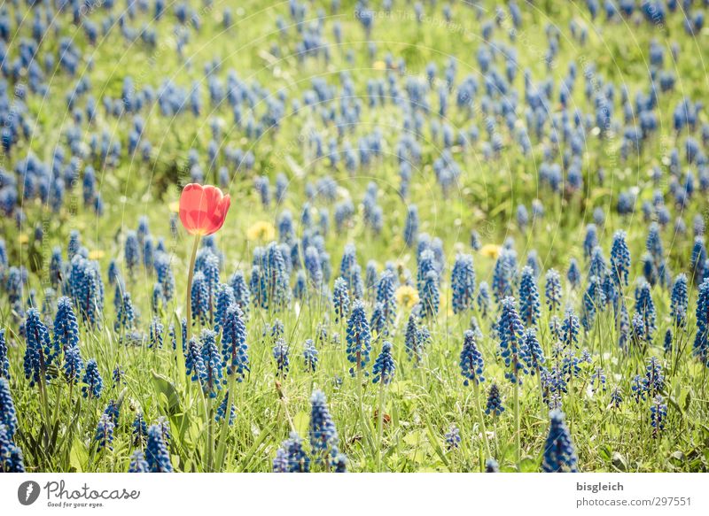 Individualist Pflanze Blume Tulpe Hyazinthe Wiese blau grün rot Lebensfreude Einsamkeit einzigartig Farbfoto Außenaufnahme Menschenleer Tag
