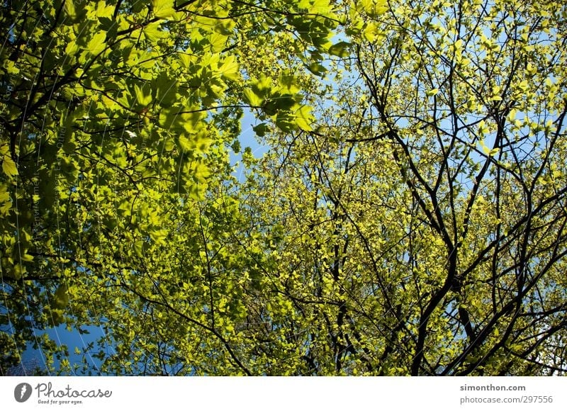 Natur Pflanze Luft Himmel Frühling Sommer Klima Klimawandel Wetter Schönes Wetter Baum Blatt Garten Park Wald Leben nachhaltig Pause Ferien & Urlaub & Reisen
