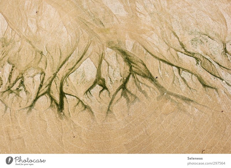 Wasseradern Strand Umwelt Natur Sand Küste Meer Linie nass natürlich Gefäße Strukturen & Formen fließen weich Farbfoto Außenaufnahme Menschenleer
