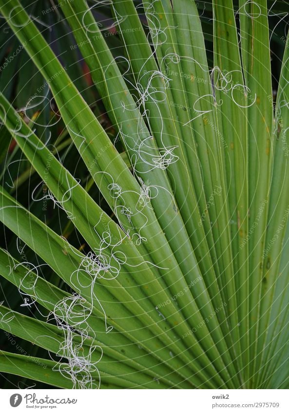 Leinen los Natur Pflanze Blatt Washington-Palme Palmenwedel Faser grün ökologisch Zimmerpflanze exotisch Farbfoto Außenaufnahme Detailaufnahme