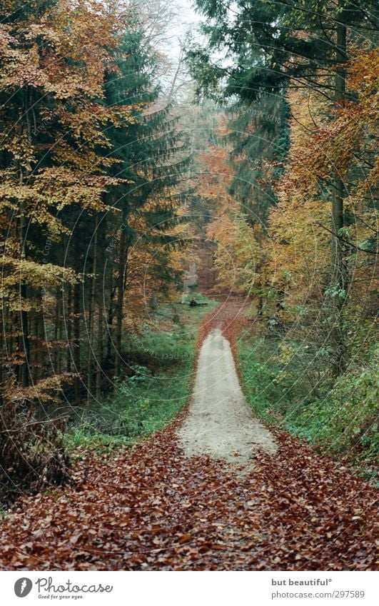 herbstbild mit weg oder so° Umwelt Natur Landschaft Herbst Baum Wald achtsam Wachsamkeit Gelassenheit geduldig ruhig Farbfoto Außenaufnahme