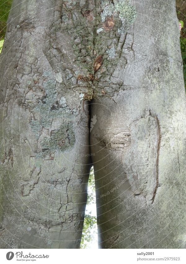 Baum-Model mit schlankem Po... Rinde Gesäß Form grau Narben nackt natur natürlich Körper Figur alt