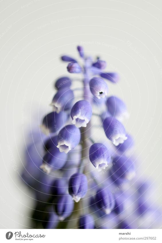 Träubchen Natur Pflanze Blume Blüte blau violett Traubenhyazinthe Hyazinthe Frühling Frühlingsblume Unschärfe Blühend Farbfoto Innenaufnahme Nahaufnahme