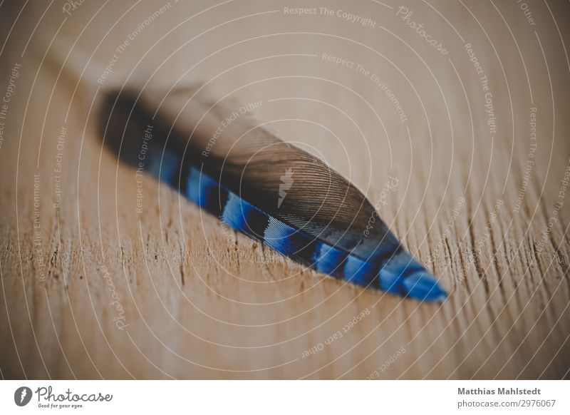 Feder vom Eichelhäher Umwelt Tier liegen ästhetisch glänzend natürlich wild weich blau braun eitel Wandel & Veränderung Farbfoto Gedeckte Farben Außenaufnahme