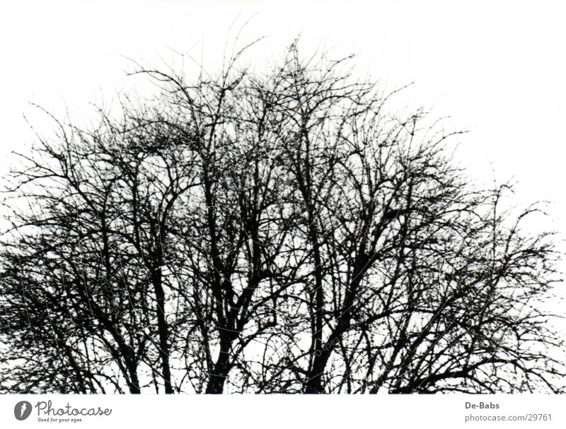 Winterbaum Baum Baumkrone Schwarzweißfoto Ast