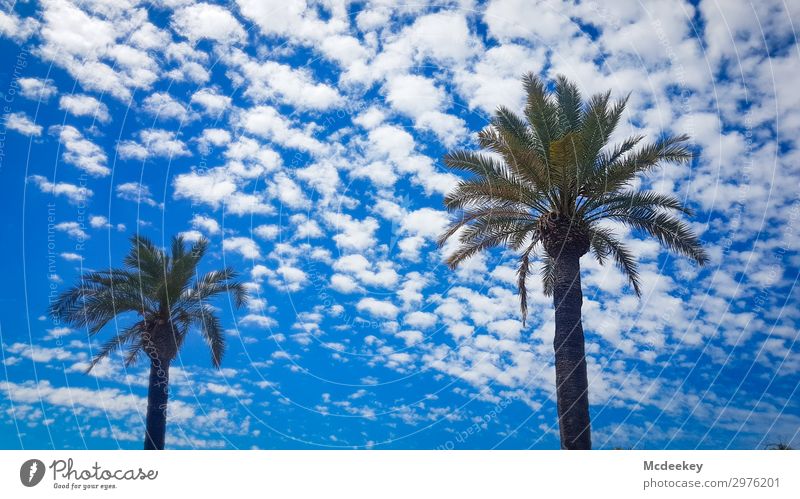 Zweisamkeit Umwelt Natur Landschaft Luft Himmel Wolken Sommer Schönes Wetter Wärme Pflanze Grünpflanze Wildpflanze exotisch Palme Park authentisch frei