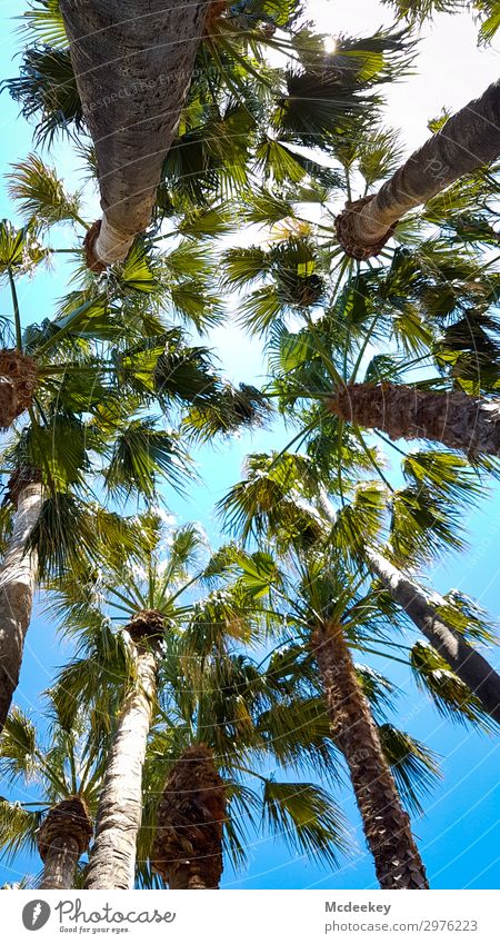 Palmenmeer Umwelt Natur Landschaft Pflanze Himmel Wolken Sonne Sonnenlicht Sommer Schönes Wetter Wärme Blatt Grünpflanze Wildpflanze exotisch Park authentisch