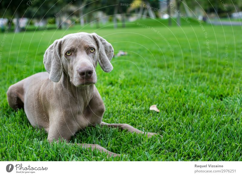 Porträt des Weimaraners Landschaft Pflanze Gras Park Feld Tier Haustier Hund 1 Blick leuchten natürlich grau grün ruhig Selbstbeherrschung elegant Leben