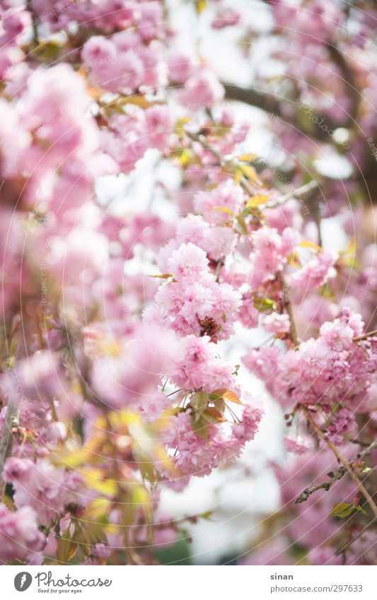 Kirschblüten elegant Stil exotisch Umwelt Natur Landschaft Pflanze Frühling Sommer Baum Blüte Kirschbaum Garten Park ästhetisch Duft hell schön Sauberkeit rosa