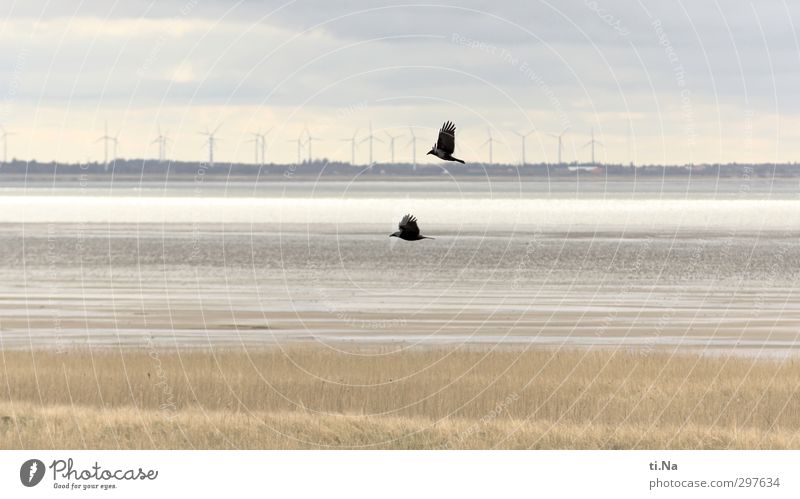 Rømø | Vogelfrei Landschaft Wasser Wolken Frühling Schönes Wetter Küste Nordsee Insel Dänemark Wildtier Krähe 2 Tier fliegen elegant blau grau schwarz silber