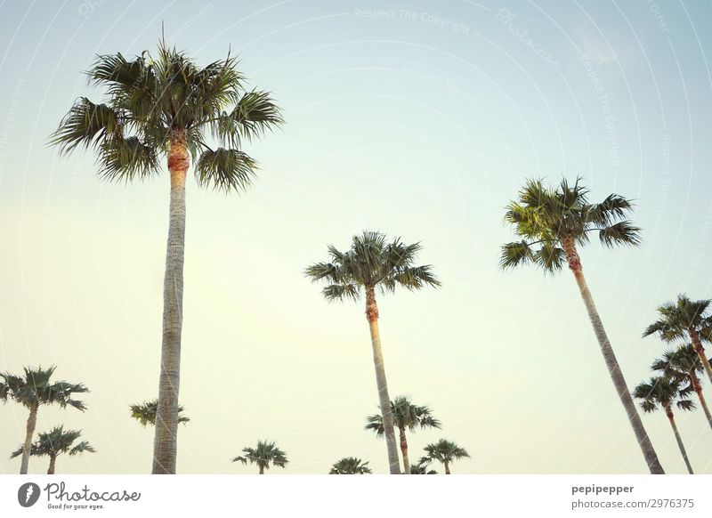 palm trees Ferien & Urlaub & Reisen Tourismus Ausflug Freiheit Sommerurlaub Himmel Wolkenloser Himmel Nachthimmel Pflanze Baum Blatt Küste Holz ästhetisch gelb
