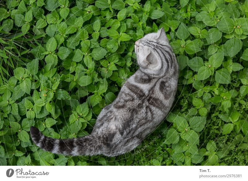 die Katze Prenzlauer Berg Tier Haustier Fell 1 Kontrolle Konzentration Stimmung Farbfoto Außenaufnahme Menschenleer Tag Tierporträt Rückansicht Wegsehen