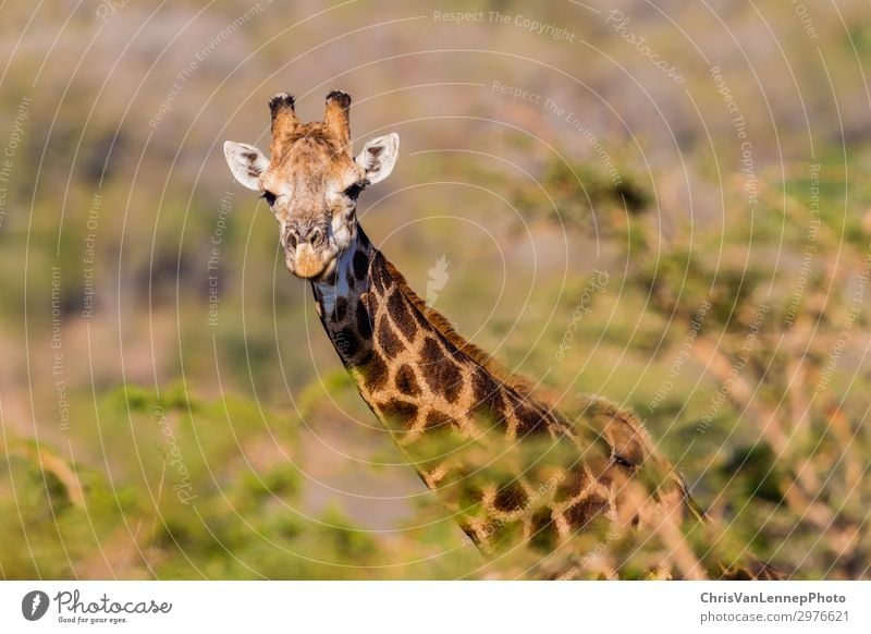 Wildtiere Giraffe Warnbäume Ländliches Reservat Safari Natur Tier Tiergesicht 1 beobachten bedrohlich elegant Abenteuer Farbfoto Nahaufnahme Menschenleer Tag