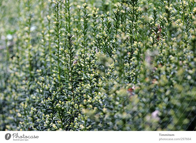 Da hab ich mir so viel Mühe gegeben!| Siehste... Umwelt Pflanze Taxus Garten Wachstum einfach glänzend natürlich grün Hecke ungepflegt Blühend Blütenknospen