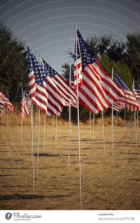 American flags | luftig Mensch Wind Denkmal Streifen Fahne Zusammensein viele Mut Leidenschaft loyal Solidarität Trauer Stolz Politik & Staat Amerika USA