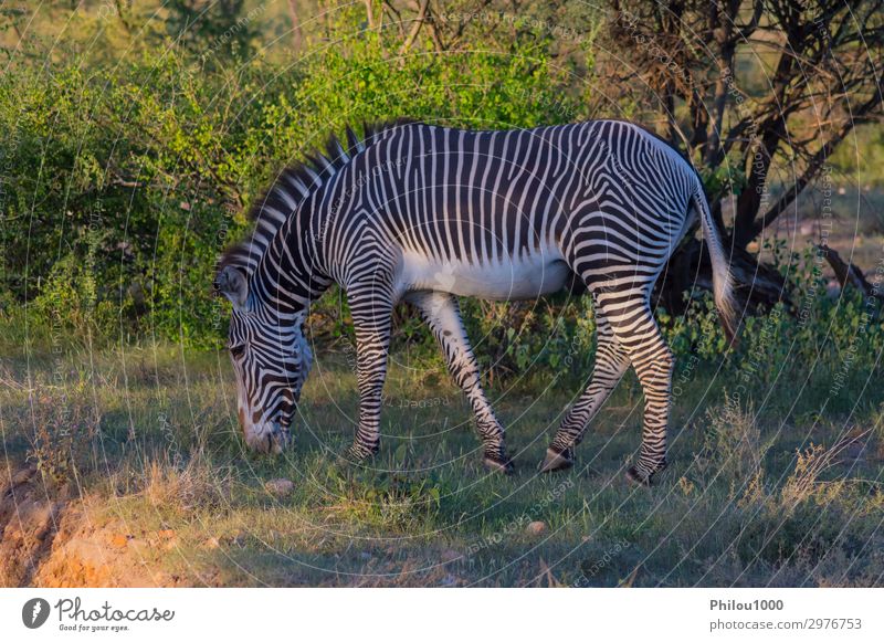 Isoliertes Zebra beim Wandern in der Savanne Spielen Safari Berge u. Gebirge Natur Tier Himmel Gras Park Streifen natürlich wild schwarz weiß Afrika Kenia