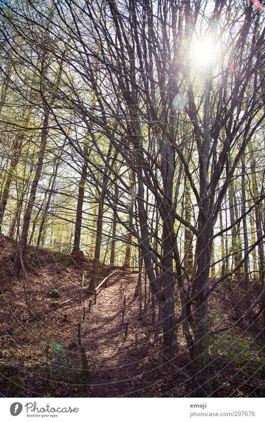 Spaziergang Umwelt Natur Frühling Schönes Wetter Baum Wald natürlich braun Spazierweg Farbfoto Außenaufnahme Menschenleer Tag Sonnenlicht Sonnenstrahlen