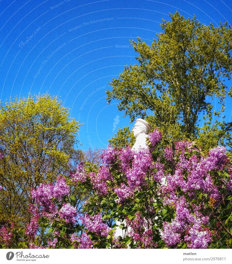Mai Pflanze Himmel Wolkenloser Himmel Frühling Schönes Wetter Baum Park Denkmal beobachten blau grün rosa weiß Fliederbusch Berlin Tiergarten Moltke Farbfoto