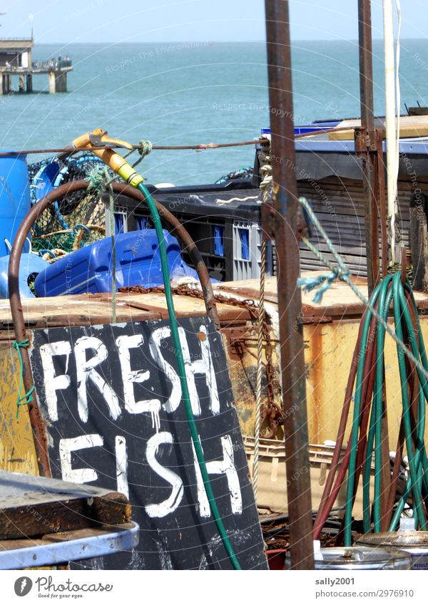fangfrisch... Fisch Fischereiwirtschaft Sommer Küste Nordsee Meer Großbritannien England Hafen Schriftzeichen Schilder & Markierungen Hinweisschild Warnschild
