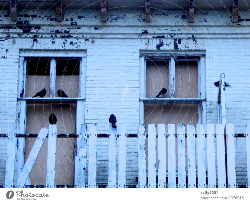 Hausbesetzer... Ruine Fassade Fenster Tier Wildtier Vogel Rabenvögel Tiergruppe hocken sitzen Häusliches Leben alt dunkel gruselig kaputt trist schwarz Senior