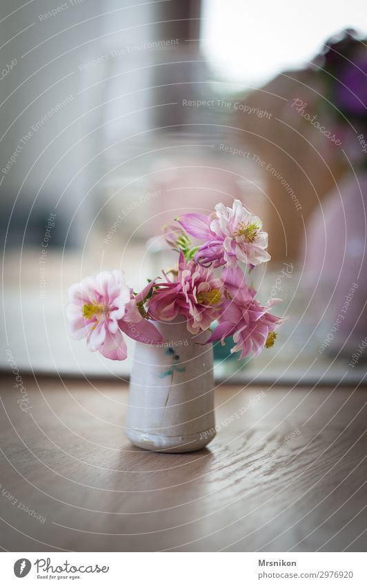 frühling Pflanze Frühling Sommer Blume schön rosa Akelei Vase Blumenstrauß zart Pastellton Blüte Blütenpflanze Stil Möbel Tisch Farbfoto Innenaufnahme