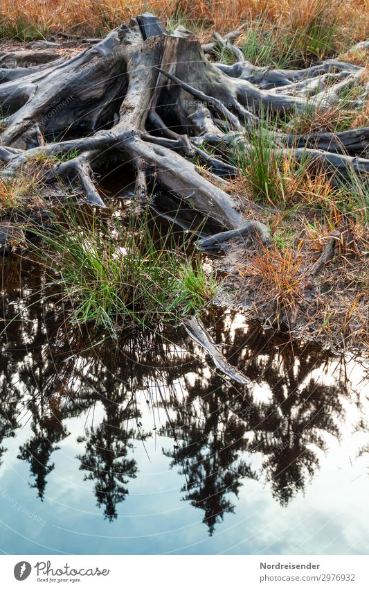Es war einmal ein Wald Umwelt Natur Landschaft Pflanze Wasser Klimawandel Baum See Holz alt dunkel Zukunftsangst Völlerei Hemmungslosigkeit verschwenden