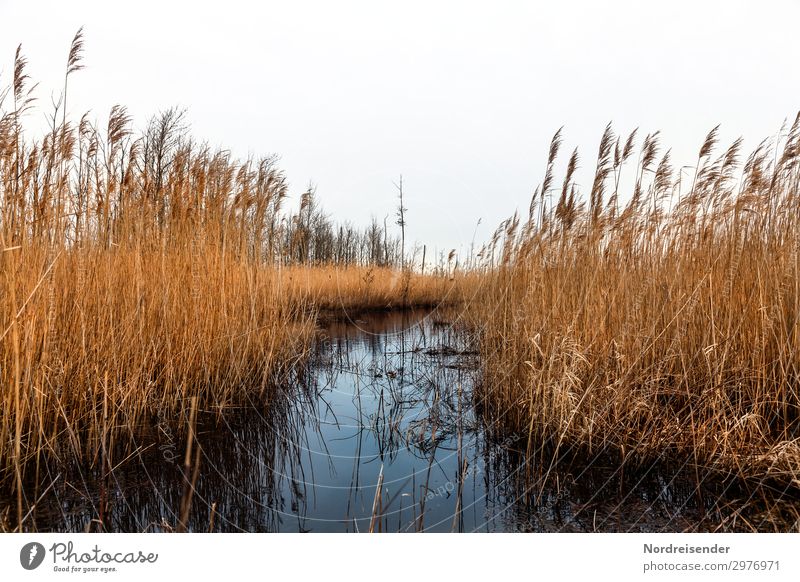 Bodden Ausflug Natur Landschaft Pflanze Wasser Gras Küste Seeufer Ostsee Moor Sumpf nass blau braun orange nachhaltig stagnierend Vorpommersche Boddenlandschaft
