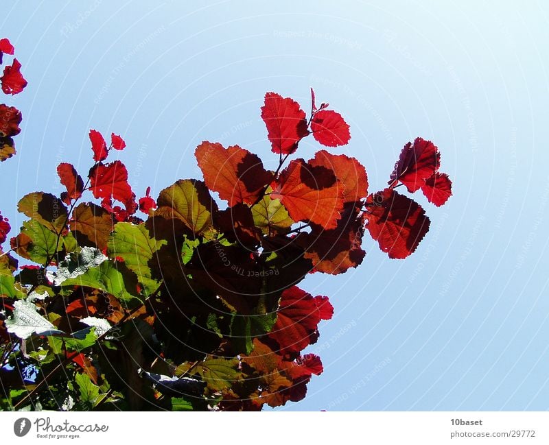 Ampelstrauch Haselnuss Sträucher Pflanze Färbung Haselnussstrauch Natur Blattfärbung hazel tree Schönes Wetter