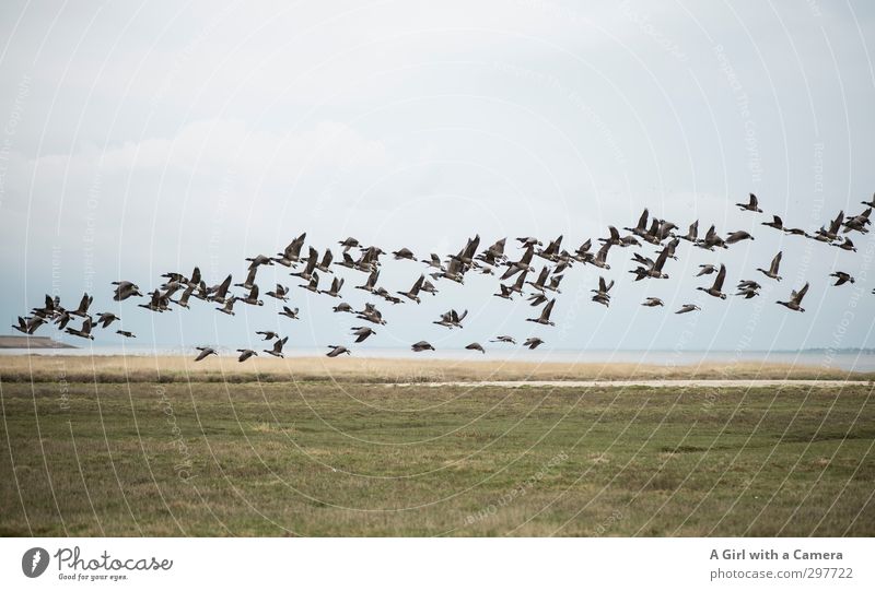 Rømø - wild goose chase Umwelt Natur Landschaft Frühling Tier Gans Wildgans Tiergruppe Schwarm fliegen Bewegung Gedeckte Farben Außenaufnahme Menschenleer