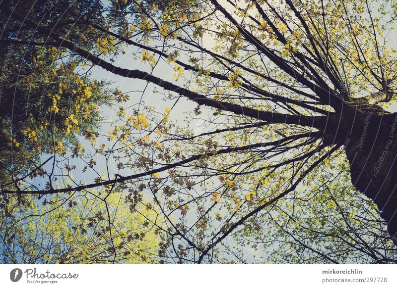 The Tree Natur Pflanze Himmel Frühling Klima Schönes Wetter Baum Blatt Grünpflanze Park Wald Freundlichkeit Fröhlichkeit frisch groß Unendlichkeit blau braun