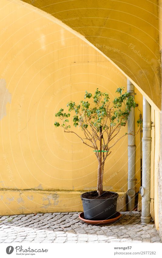 Immer an der Wand lang | kommt diese Ecke Pflanze Sommer Sträucher Topfpflanze Haus Mauer Blühend verblüht braun gelb Gebäudeteil Durchgang Bogen