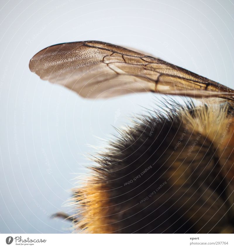 kaputt. Tier Totes Tier Biene Flügel Fell 1 ästhetisch Vergänglichkeit Insekt Hummel faszinierend Farbfoto Nahaufnahme Detailaufnahme Muster Strukturen & Formen