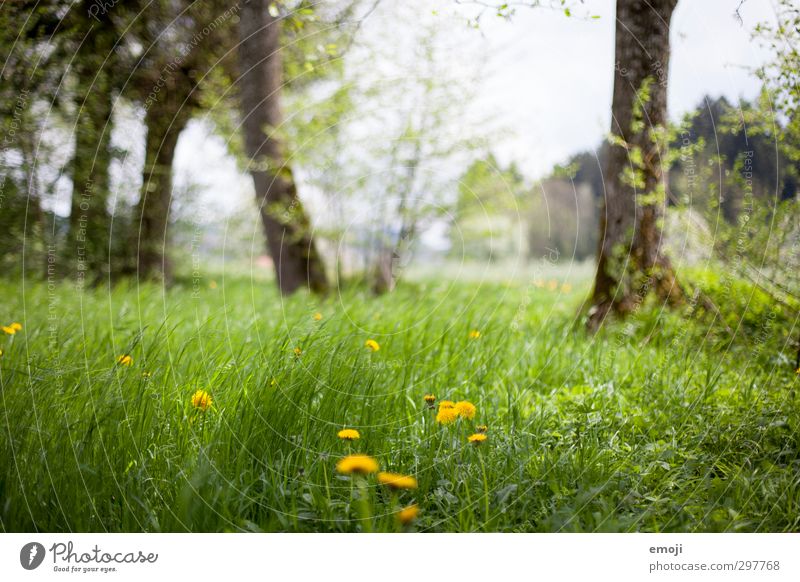 hörst du den Wind? Umwelt Natur Landschaft Frühling Schönes Wetter Gras Wiese natürlich grün Farbfoto Außenaufnahme Menschenleer Tag Schwache Tiefenschärfe