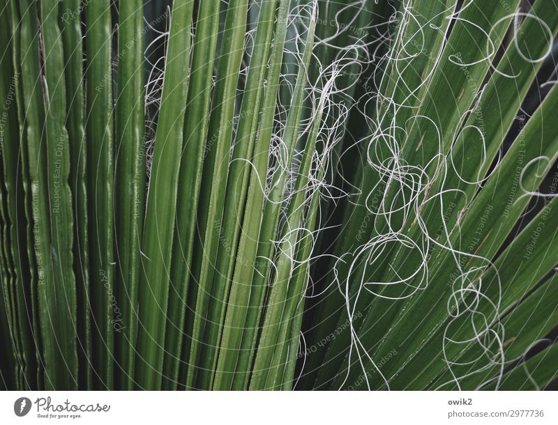 Palmwedel Blatt Palme Faser groß grün Farbfoto Außenaufnahme Detailaufnahme abstrakt Muster Strukturen & Formen Menschenleer Textfreiraum links