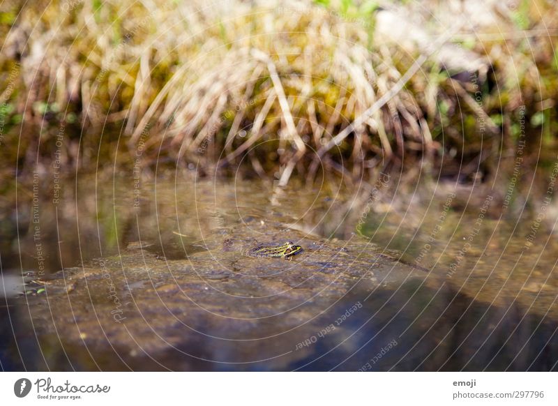 quak Umwelt Natur Tier Moor Sumpf Teich Wildtier Frosch 1 nass natürlich Farbfoto Außenaufnahme Nahaufnahme Menschenleer Tag Schwache Tiefenschärfe