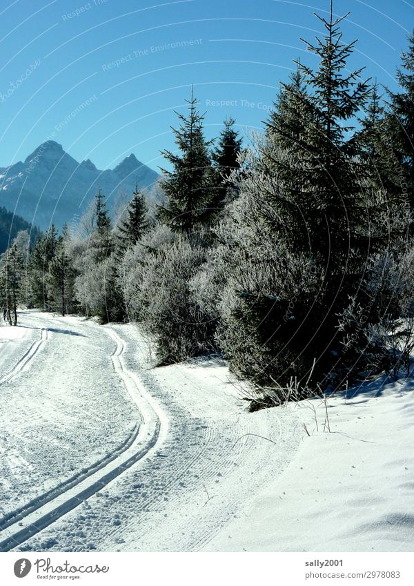 die Loipe ist gespurt... Skilanglauf Landschaft Sonnenlicht Winter Schönes Wetter Schnee Baum Wald Alpen Berge u. Gebirge Sport Wintersport Außenaufnahme