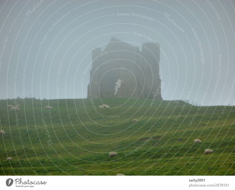 nebulös | english fog... schlechtes Wetter Nebel Gras Wiese Hügel England Burg oder Schloss Ruine Schafherde Herde alt dunkel gruselig Einsamkeit