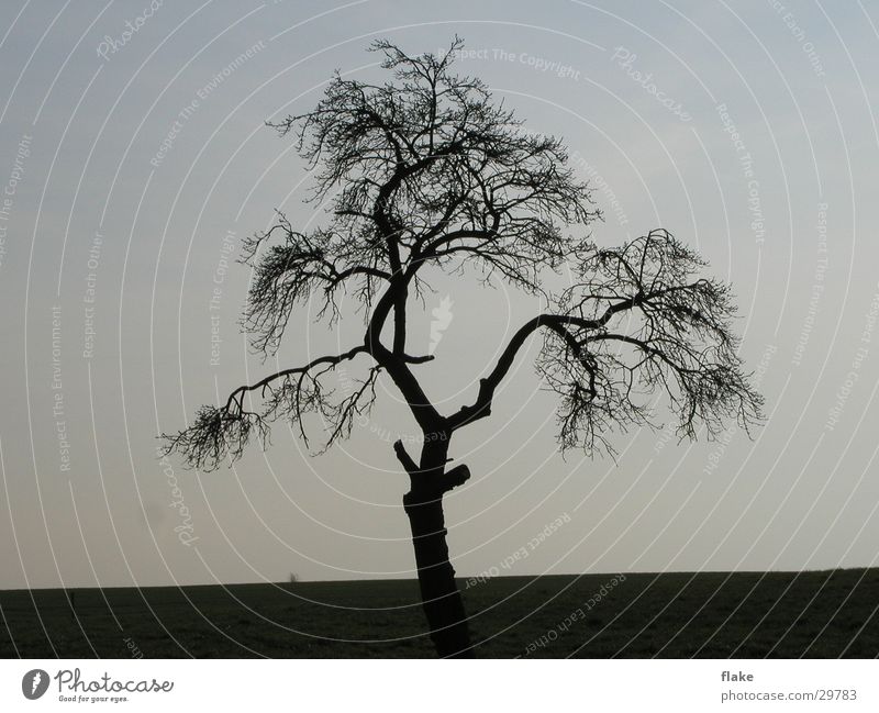 Trauerbaum Baum Dämmerung Winter Natur Himmel