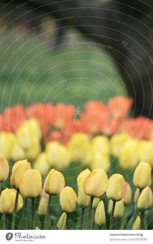 Tulpen Frühling gelb orange schwarz ruhig Gedeckte Farben mehrfarbig Außenaufnahme Menschenleer Tag Unschärfe