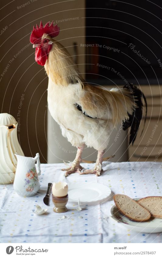 Frühstücksei Lebensmittel Brot Ei Hahn Ernährung Bioprodukte Geschirr Gesunde Ernährung Häusliches Leben Küche Tier Haustier Nutztier Mut Tierliebe gefräßig