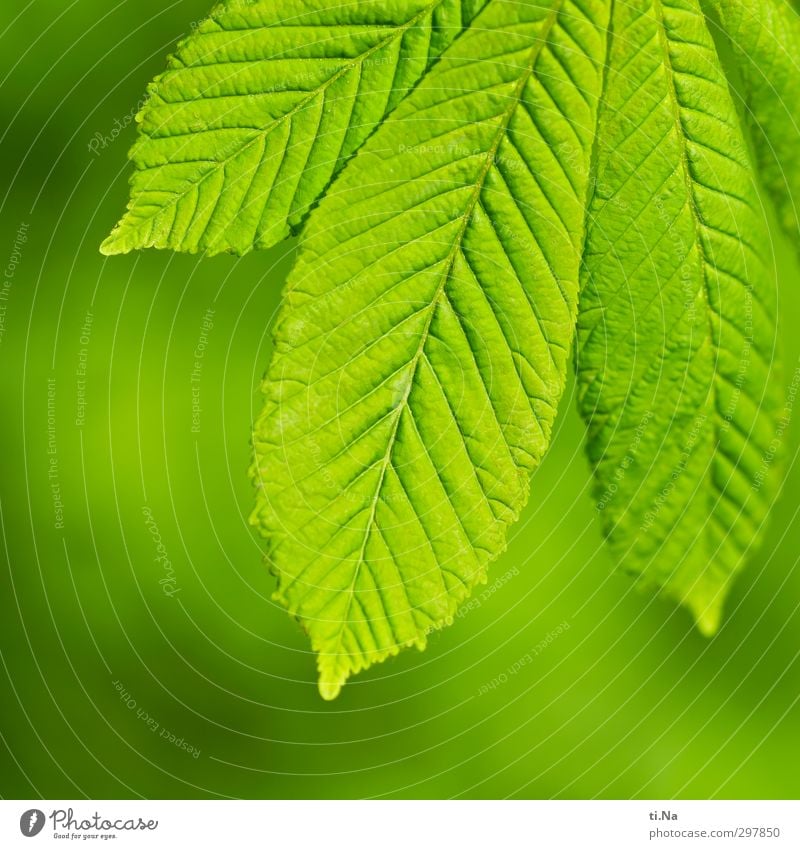 Liebe fürs Detail | Grün Natur Pflanze Blatt Kastanie Garten Park Wald Wachstum grün Außenaufnahme Nahaufnahme Detailaufnahme Textfreiraum links