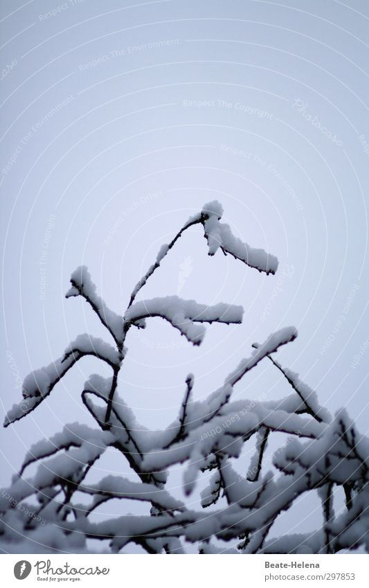 Liebe fürs Detail / Pflanzenschutz schön Winter Schnee wandern Theaterschauspiel Natur Himmel Wetter Baum Wald Mantel Fell Dekoration & Verzierung Erholung