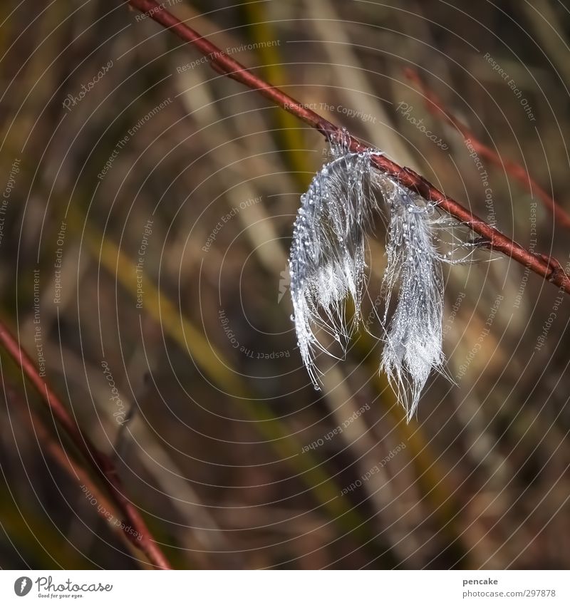 liebe fürs detail | frühe feder Natur Tier Urelemente Wassertropfen Frühling Vogel Zeichen nass feminin weich braun grau Liebe friedlich Feder Tau Zweig