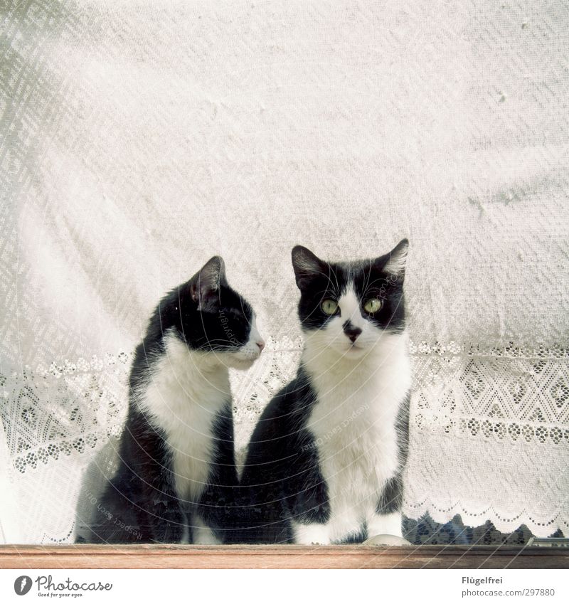 Sag jetzt nichts. Katze 2 Tier beobachten Fleck Autofenster Gardine Spitze weiß Blick Fensterbrett Wohnung schön Farbfoto Gedeckte Farben Außenaufnahme