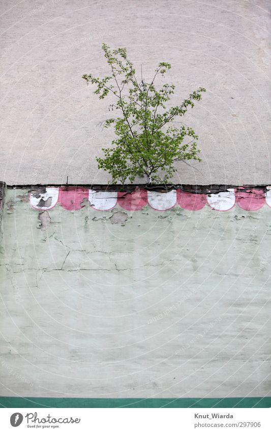 Zurückeroberung Baum Mauer Wand Erfolg Kraft anstrengen Einsamkeit Endzeitstimmung Überleben Umwelt Vergänglichkeit trotzig Wachstum Stadt schäbig trist grün