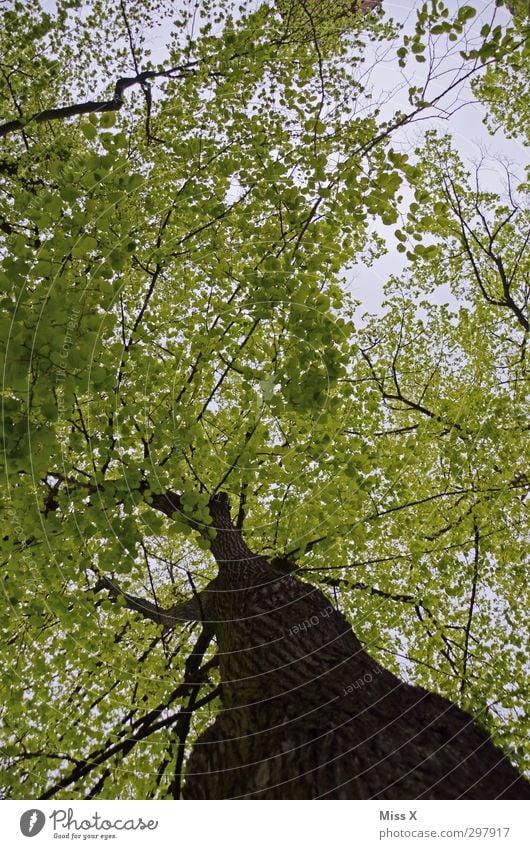 2. Frühling Sommer Baum Blatt Wald Wachstum groß grün Natur Buche Blattgrün Ast Zweige u. Äste Baumstamm alt Baumkrone Baumrinde Farbfoto mehrfarbig