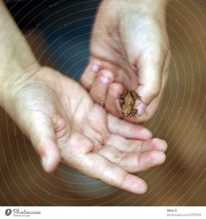 Lieber einen Frosch in der Hand... Mensch Kind Kleinkind Kindheit Finger 1 1-3 Jahre 3-8 Jahre Tier krabbeln klein niedlich hüpfen Farbfoto Nahaufnahme