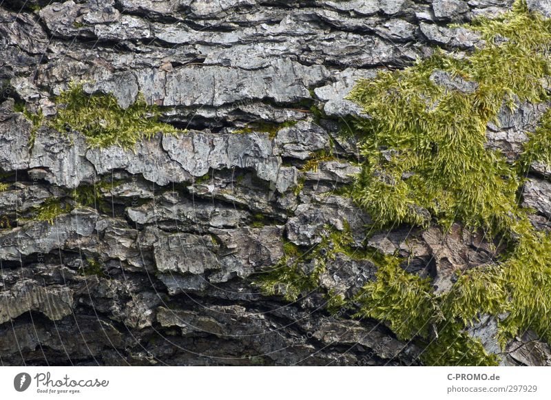 Die Rinde ist das Beste Baum Moos Senior Baumrinde rau grün Farbfoto Außenaufnahme